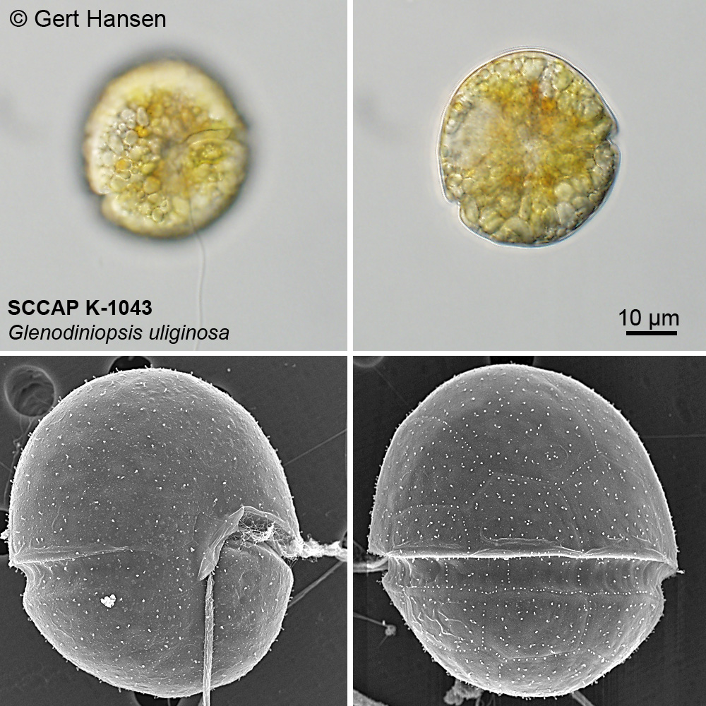 Представитель Семейства Glenodiniopsidaceae